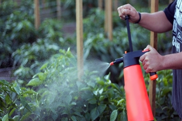 Foliar dressing of pepper