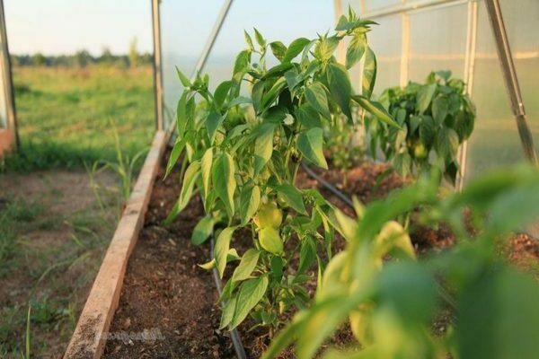 foliar feeding of pepper in the open field