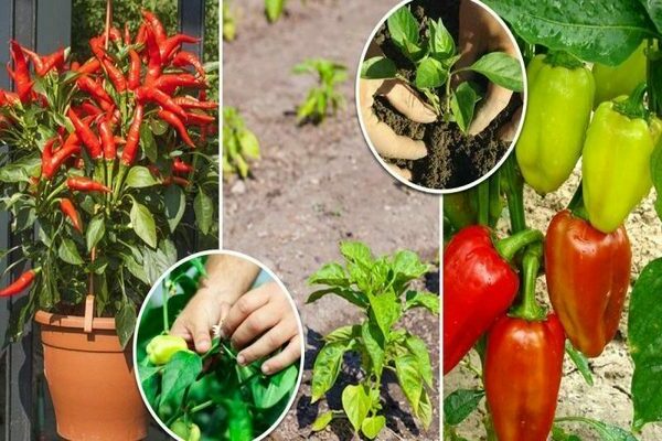 foliar top dressing of pepper with folk remedies