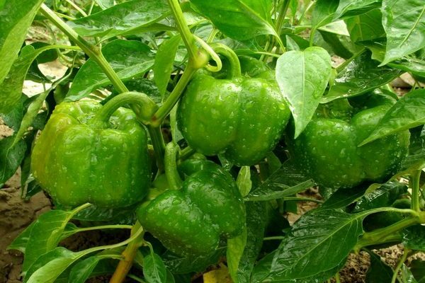 foliar feeding of pepper