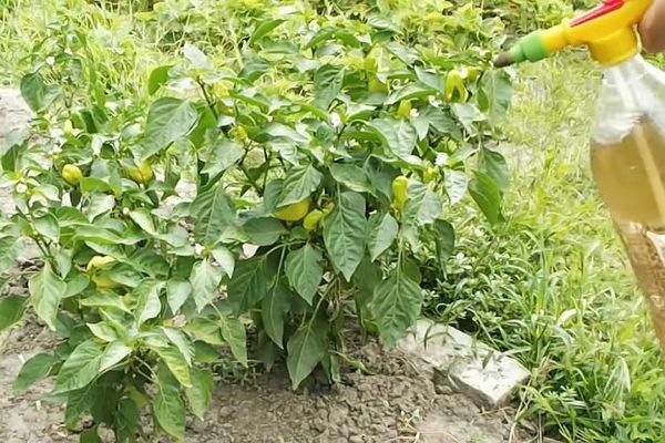 foliar feeding of pepper in the open field