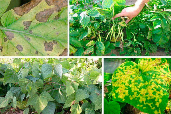 Bean pests