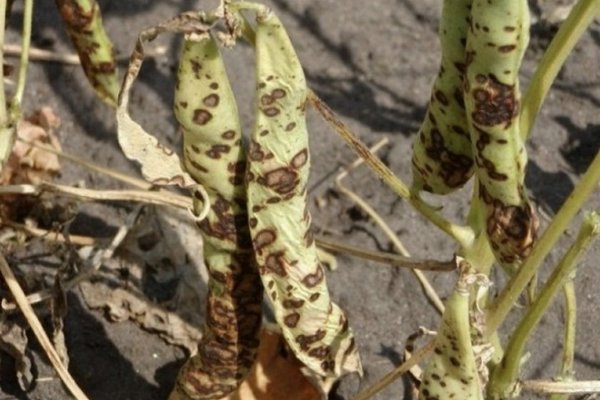 processing of beans from pests