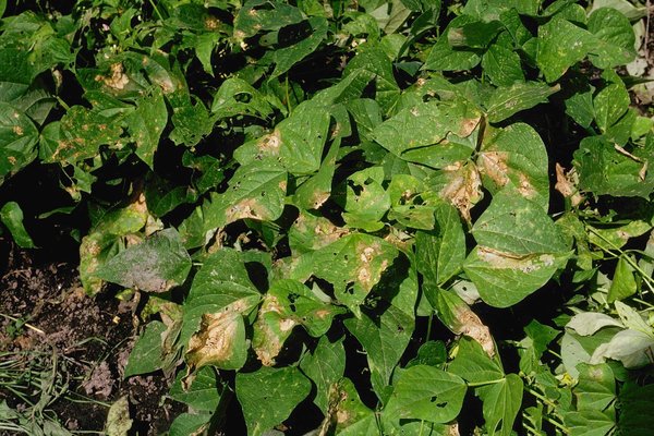 pests of beans and the fight against them photo