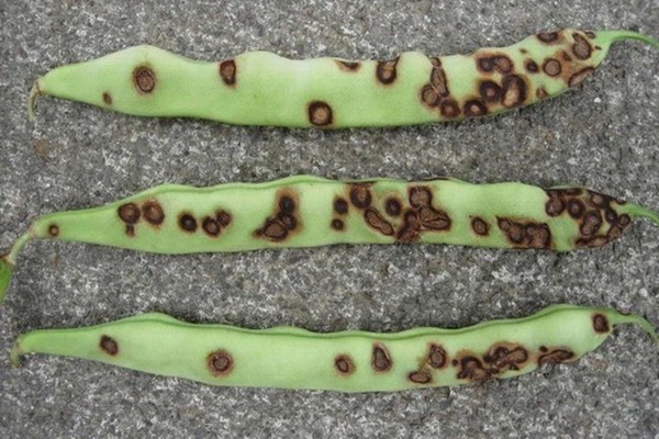 pests of beans and the fight against them photo
