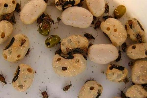 pest control of beans