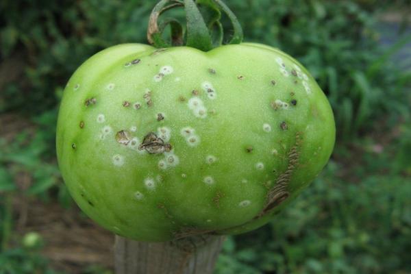 tomato pests description with photos