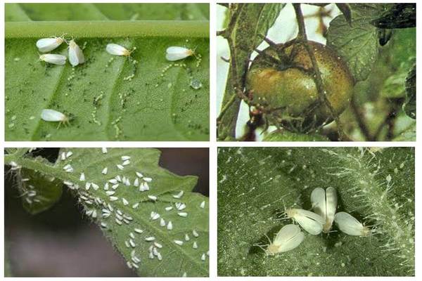 Tomato pests