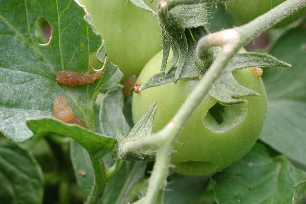 tomato pest control