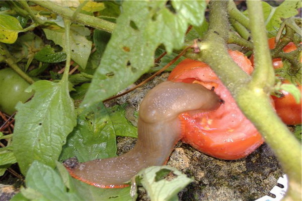 tomato pests