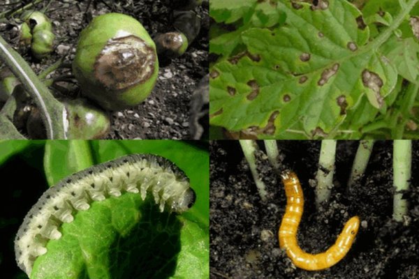 tomato pest control