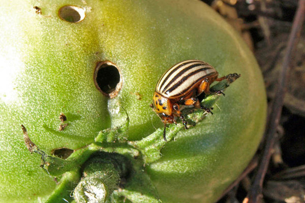 protection of tomatoes from pests