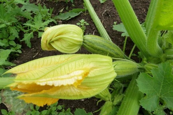 growing zucchini