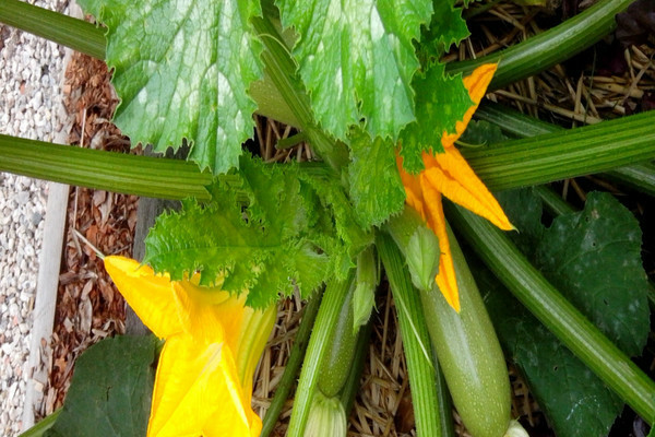 planting growing zucchini