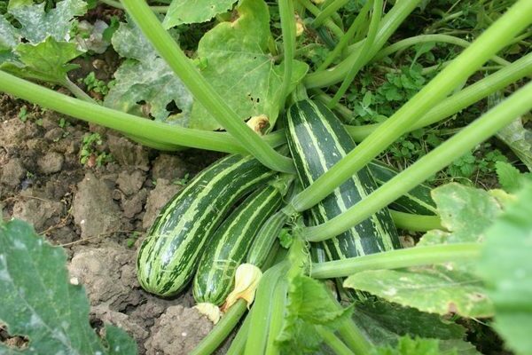 growing zucchini photos