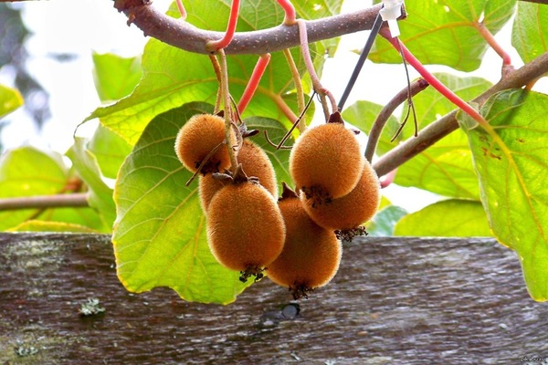 faire pousser du kiwi à partir de graines