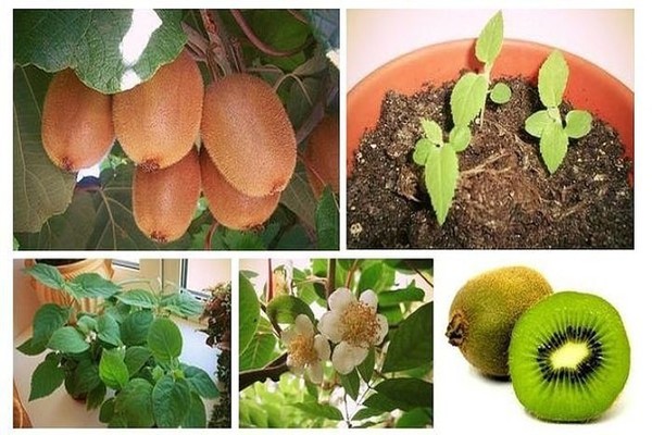 kiwi qui pousse à la maison
