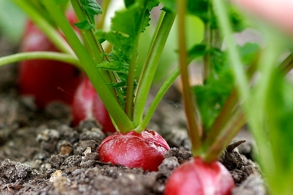 planter du radis