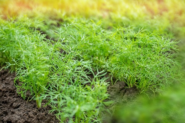 conditions de croissance de l'aneth