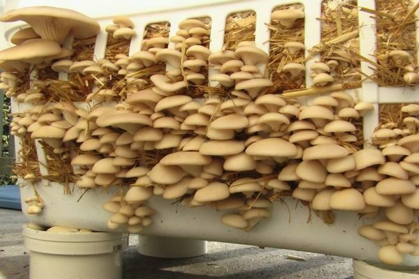 Growing honey agaric