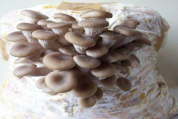 growing honey agarics at home