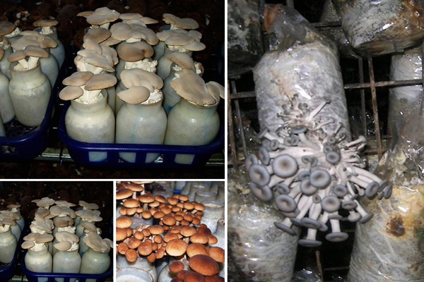 growing honey agarics in the country