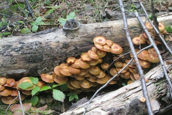 growing honey agarics video