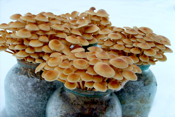 growing honey agarics video