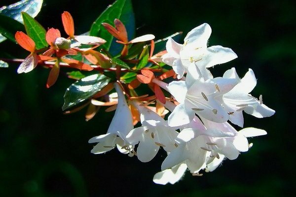 abelia coreana