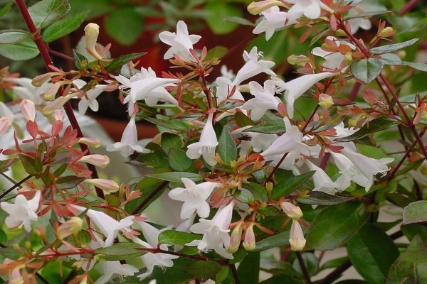 árvores e arbustos decorativos coreanos abelia