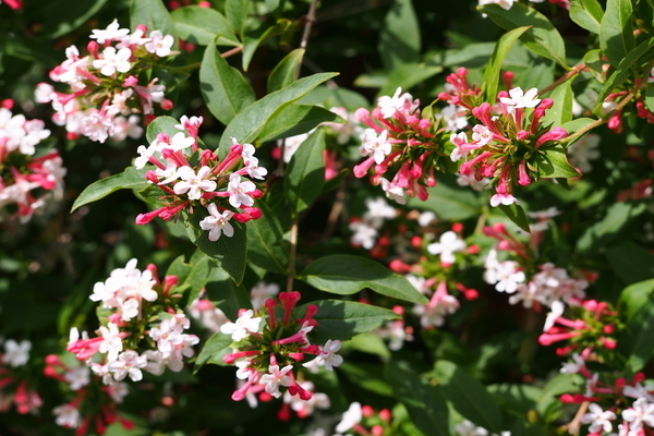 foto abelia coreana