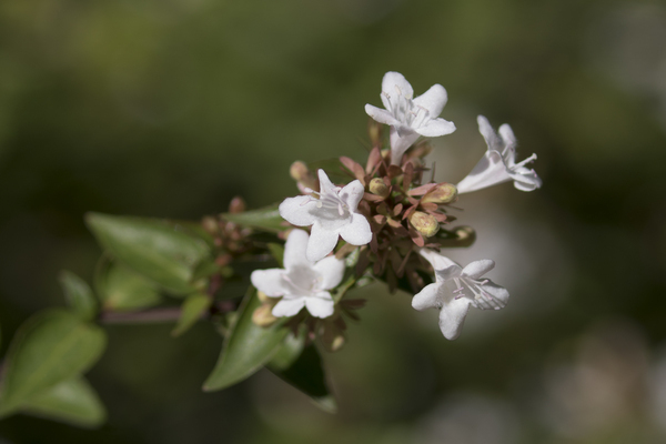 foto abelia coreana