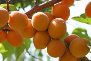 apricot Triumph north
