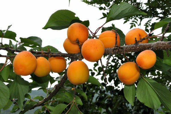 apricot manchu