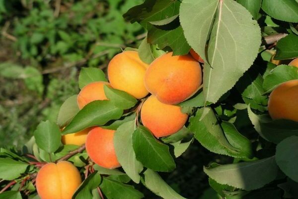 apricot Zhigulevsky souvenir