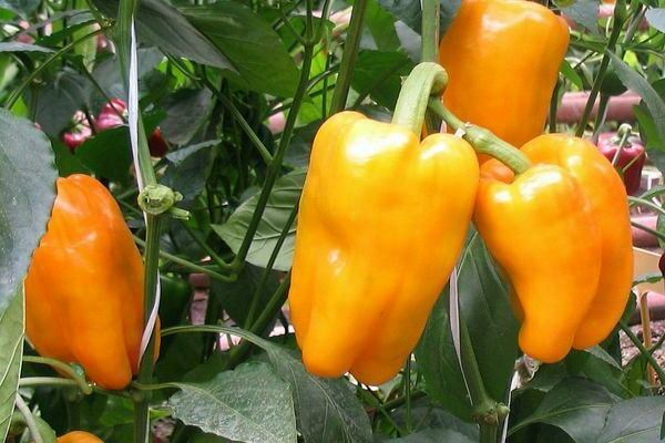 pepper varieties