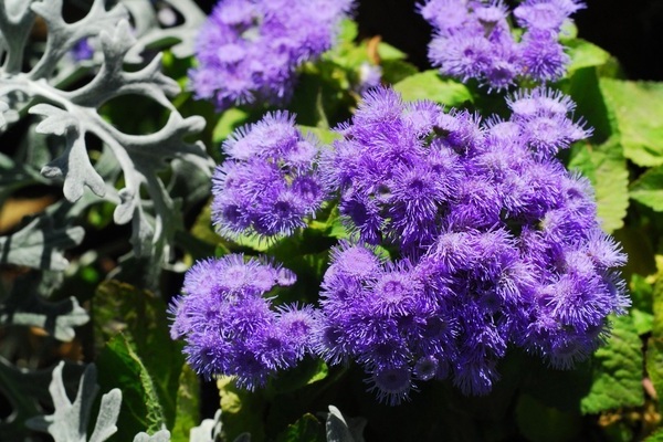 Ageratum photo in the garden