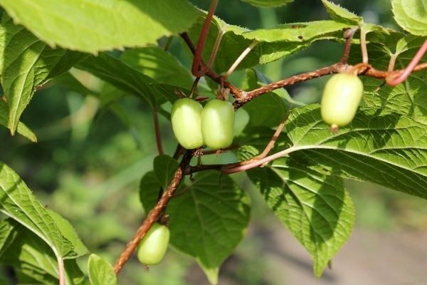 Actinidia-Landung