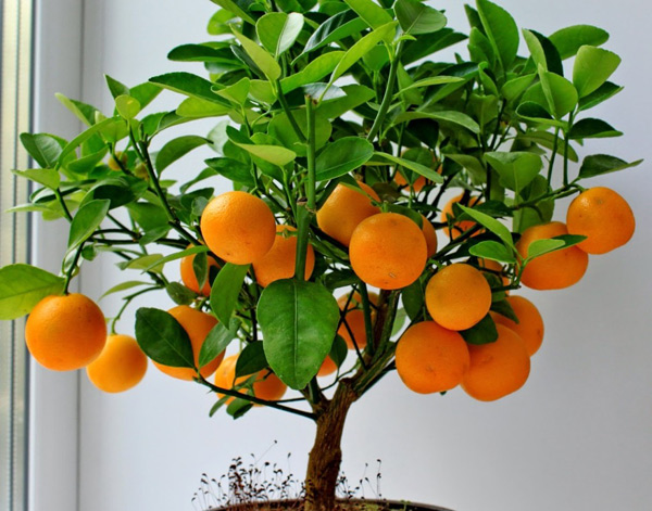 orange à la maison
