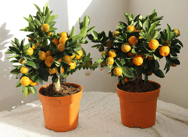 orange à la maison