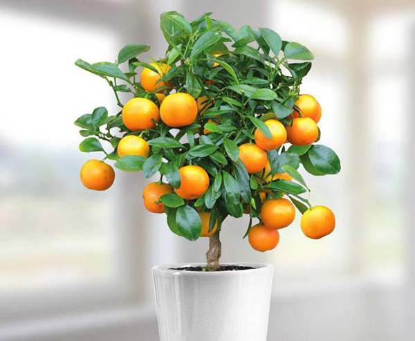 orange à la maison