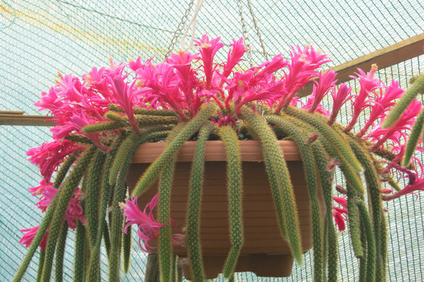 Cuidado de Aporocactus