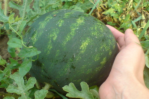 watermelon suga baby