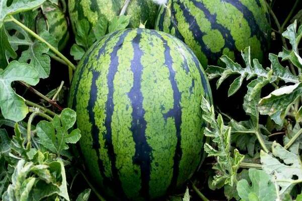 watermelon suga baby