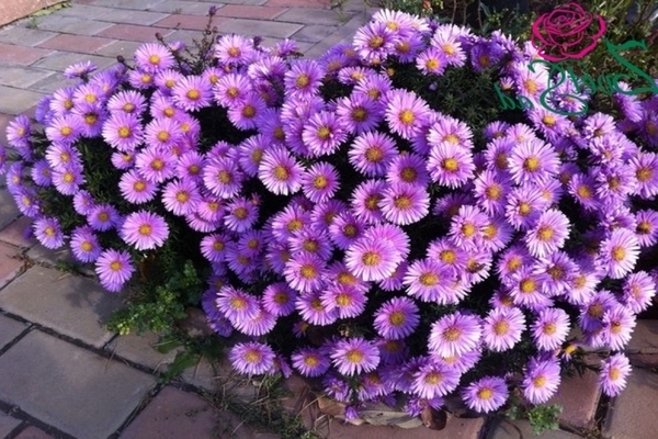 aster anão