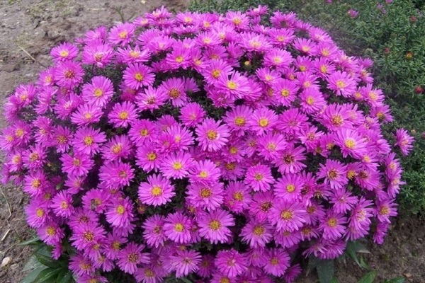 aster anão