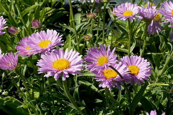 Asters
