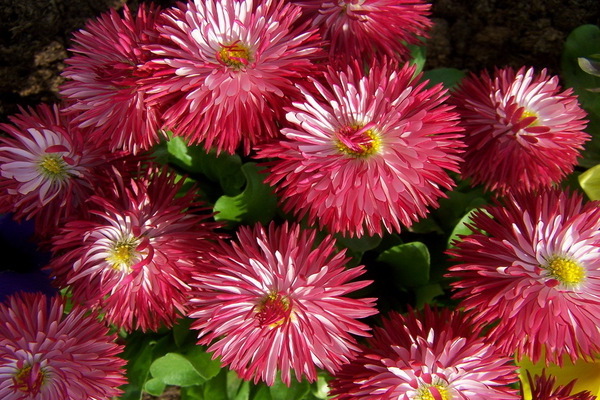 Asters