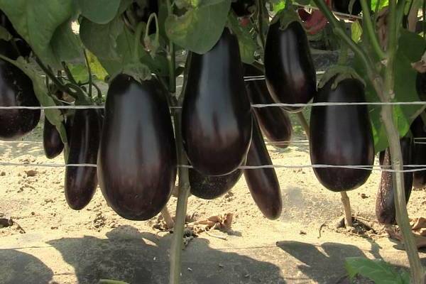 planting pepper and eggplant