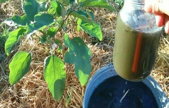 cuidado de berinjela na estufa